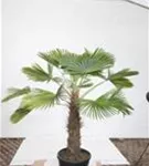 Hanfpalme - Trachycarpus fortunei
