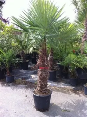 Hanfpalme - Trachycarpus fortunei
