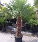 Hanfpalme - Trachycarpus fortunei