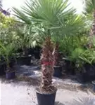 Hanfpalme - Trachycarpus fortunei