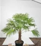 Hanfpalme - Trachycarpus fortunei