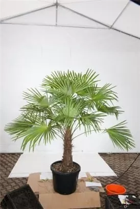 Hanfpalme - Trachycarpus fortunei