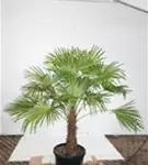 Hanfpalme - Trachycarpus fortunei