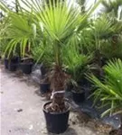 Hanfpalme - Trachycarpus fortunei