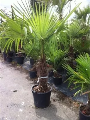 Hanfpalme - Trachycarpus fortunei