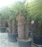 Hanfpalme - Trachycarpus fortunei