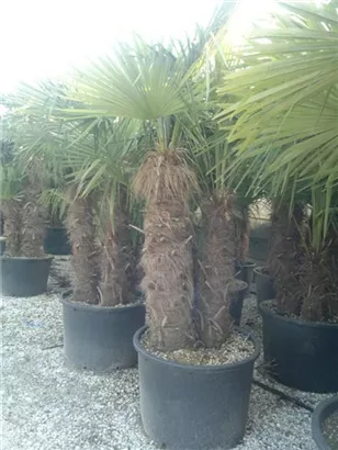 Hanfpalme - Trachycarpus fortunei