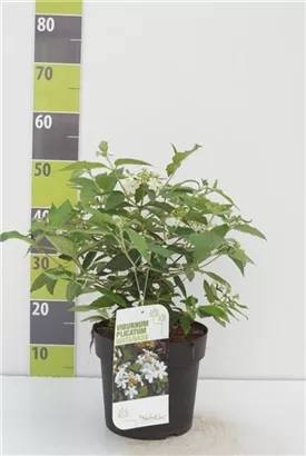 Gefüllter Schneeball 'Watanabe' - Viburnum plicatum 'Watanabe'