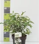 Gefüllter Schneeball 'Watanabe' - Viburnum plicatum 'Watanabe'