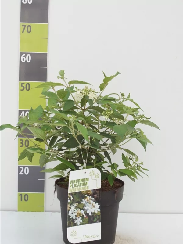 Gefüllter Schneeball 'Watanabe' - Viburnum plicatum 'Watanabe'