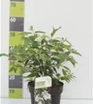 Gefüllter Schneeball 'Watanabe' - Viburnum plicatum 'Watanabe'