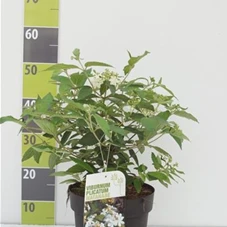 Viburnum plicatum 'Watanabe', C 3 30- 40