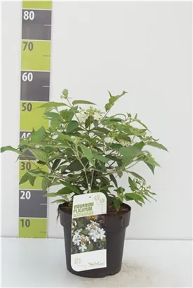 Gefüllter Schneeball 'Watanabe' - Viburnum plicatum 'Watanabe'