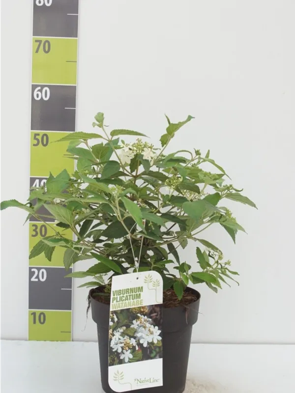 Gefüllter Schneeball 'Watanabe' - Viburnum plicatum 'Watanabe'