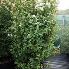 Viburnum tinus 'Eve Price' - Mediterranes, C 35 125- 150