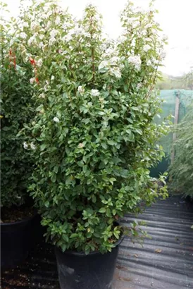 Lorbeer-Schneeball 'Eve Price' - Viburnum tinus 'Eve Price' - Mediterranes