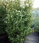 Lorbeer-Schneeball 'Eve Price' - Viburnum tinus 'Eve Price' - Mediterranes