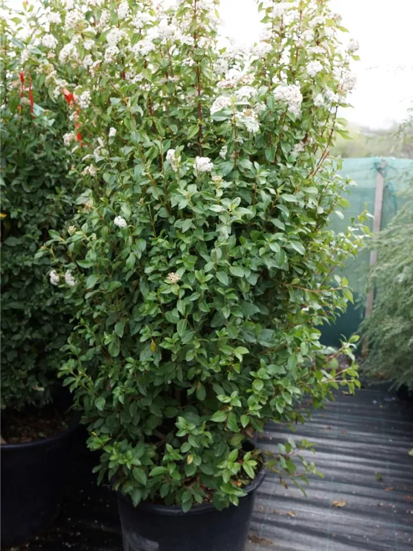 Lorbeer-Schneeball 'Eve Price' - Viburnum tinus 'Eve Price' - Mediterranes