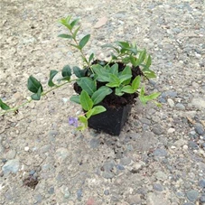 Vinca minor, P 0,5 