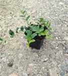Kleinblättr.Immergrün - Vinca minor
