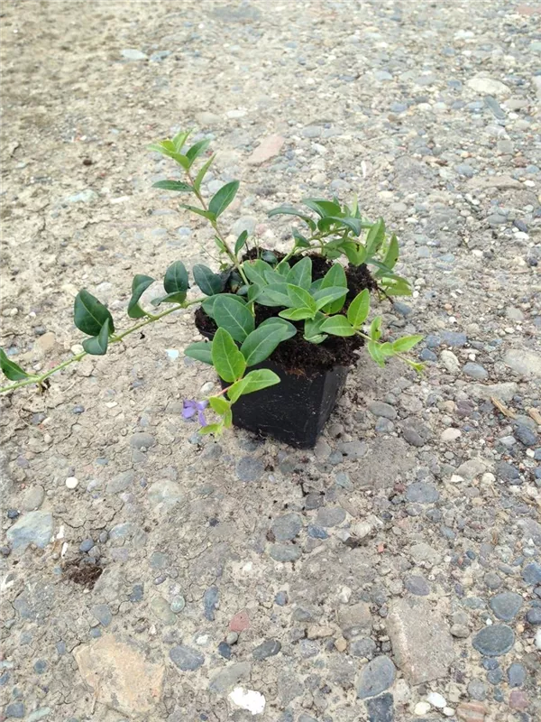 Kleinblättr.Immergrün - Vinca minor