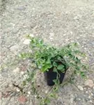 Kleines Garten-Immergrün - Vinca minor 'Alba'