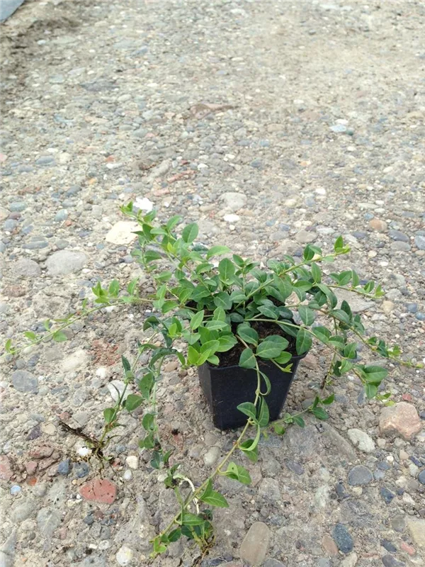 Kleines Garten-Immergrün - Vinca minor 'Alba'