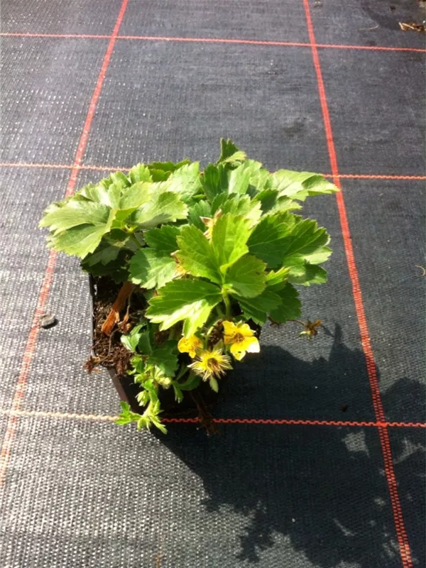 Dreiblättrige Matten-Waldsteinie - Waldsteinia ternata