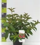 Weigelie 'Bristol Ruby' - Weigela 'Bristol Ruby'