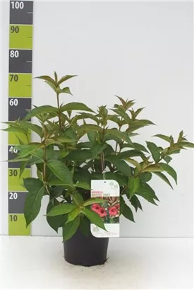 Weigelie 'Bristol Ruby' - Weigela 'Bristol Ruby'