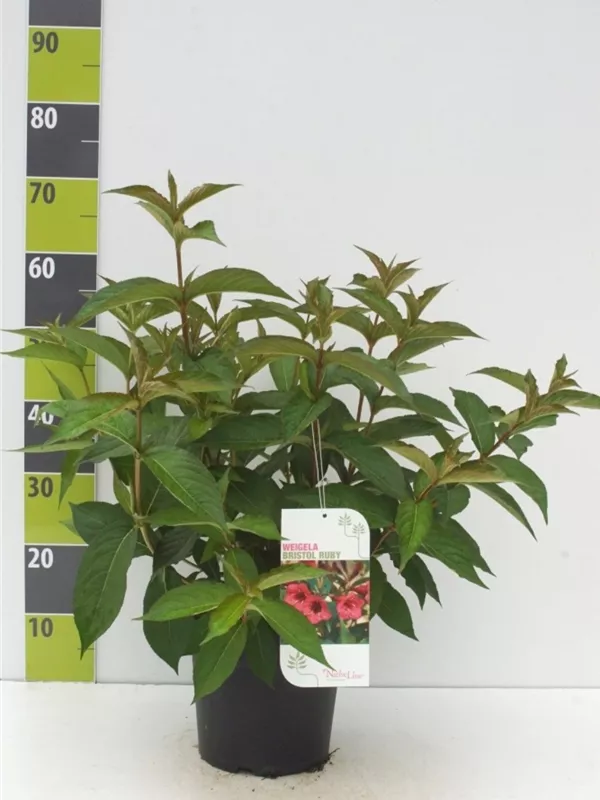 Weigelie 'Bristol Ruby' - Weigela 'Bristol Ruby'