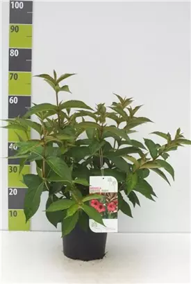 Weigelie 'Bristol Ruby' - Weigela 'Bristol Ruby'