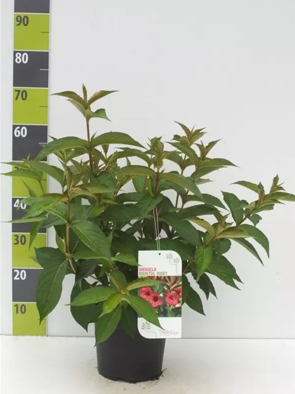 Weigelie 'Bristol Ruby' - Weigela 'Bristol Ruby'