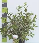 Buntblättr.Weigelie - Weigela florida 'Nana Variegata'