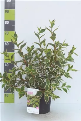 Buntblättr.Weigelie - Weigela florida 'Nana Variegata'