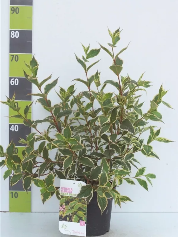 Buntblättr.Weigelie - Weigela florida 'Nana Variegata'