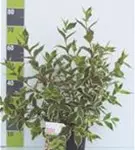 Buntblättr.Weigelie - Weigela florida 'Nana Variegata'