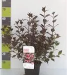 Weigelie 'Victoria' - Weigela florida 'Victoria'