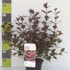 Weigela florida 'Victoria', C 3,6 40- 50 Weigela florida 'Victoria', C 3,6 40- 50