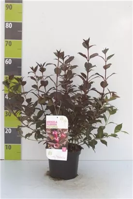 Weigelie 'Victoria' - Weigela florida 'Victoria' Weigelie 'Victoria' - Weigela florida 'Victoria'