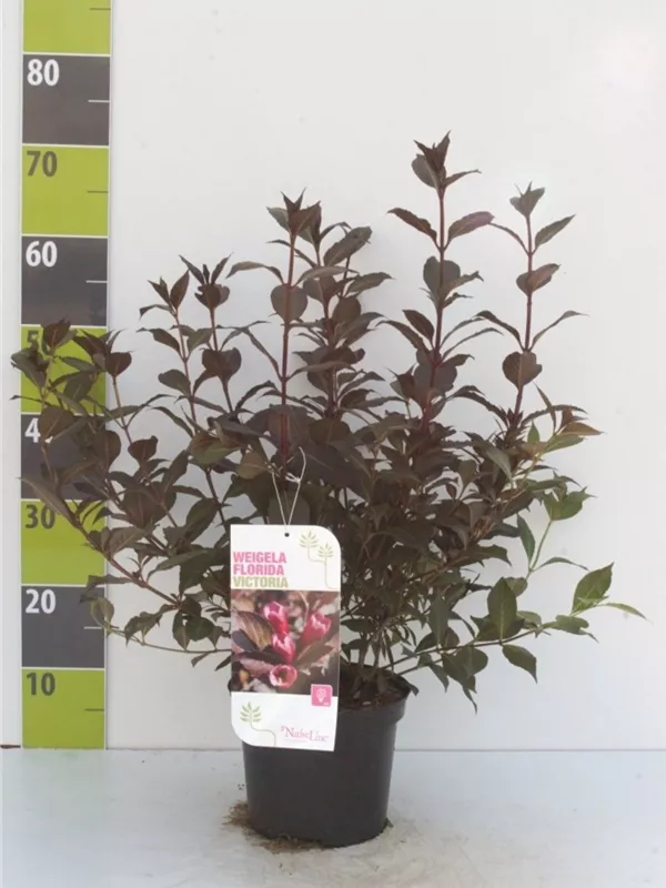 Weigelie 'Victoria' - Weigela florida 'Victoria' Weigelie 'Victoria' - Weigela florida 'Victoria'