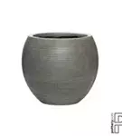 Ridged - Abby