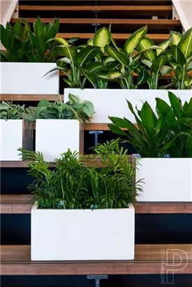 Natural - Balcony Natural - Balcony