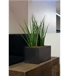 Natural - Balcony Natural - Balcony