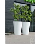 Natural - Belle Natural - Belle