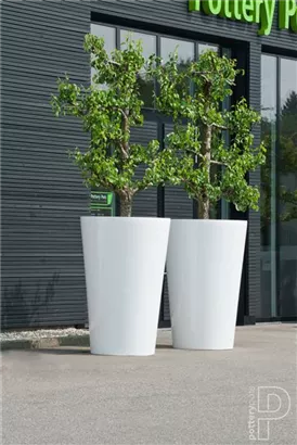 Natural - Belle Natural - Belle