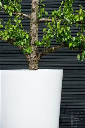 Natural - Belle Natural - Belle