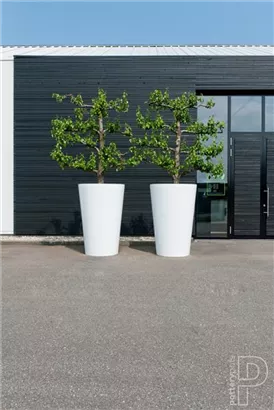 Natural - Belle Natural - Belle