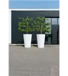 Natural - Belle