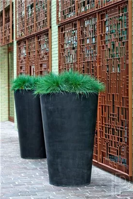 Natural - Belle Natural - Belle